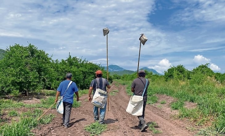 Productores y empacadores de limón en Michoacán paran actividades