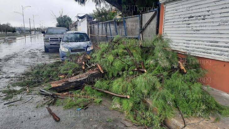 Cae pesada rama de pinabete en vehiculos