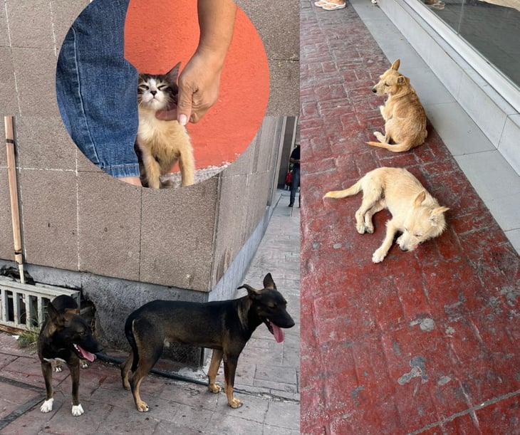 Animales callejeros; el resultado de la falta de cultura por la esterilización de mascotas