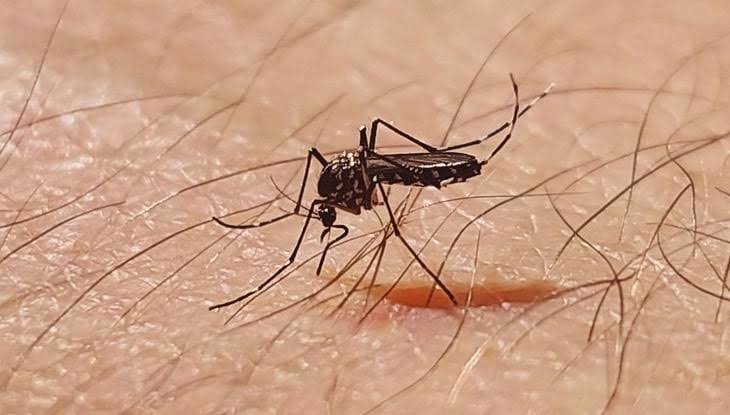 Alcalde de Torreón atiende situación del dengue debido a incremento de focos rojos