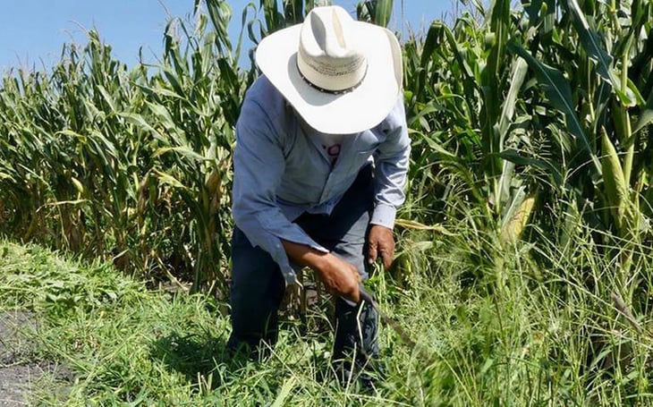 Se debe dar mayor relevancia al derecho agrario; el 51% del territorio nacional está compuesto por ejidos