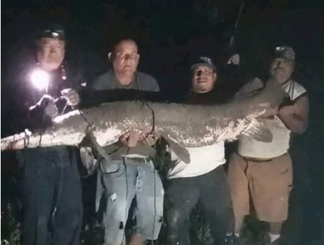 Pescadores atrapan al catán más grande  en el Río Bravo casi 2.60 metros de largo