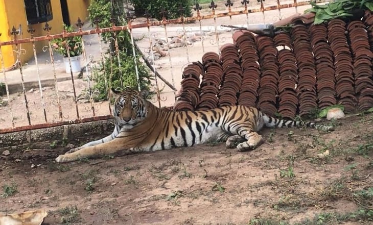 Violencia en Sinaloa impide rescate de tigresa amarrada a un árbol