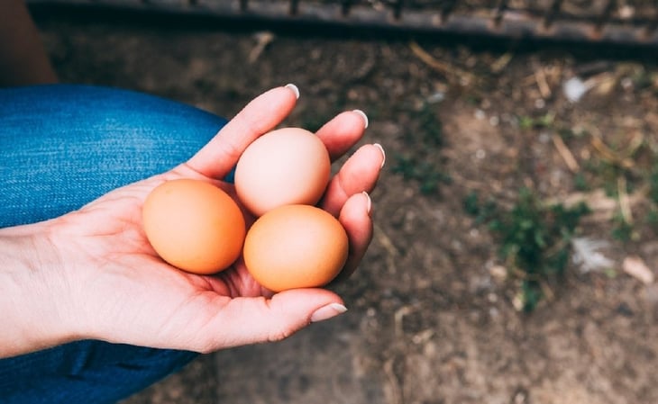 Detalles en los huevos que podrían indicar contaminación con salmonella