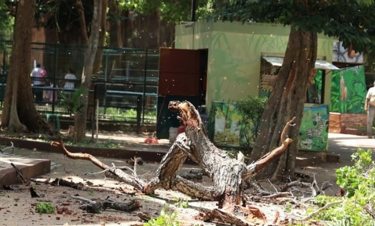 Colmena cae en el parque del Centenario en Yucatán