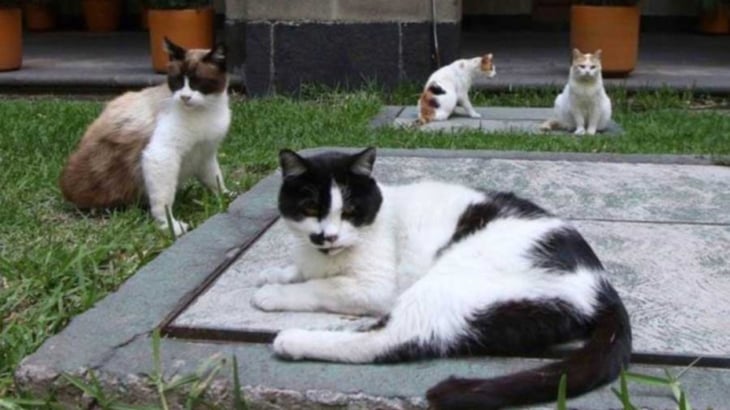 Destacan en la mañanera de AMLO protección a gatitos de Palacio Nacional