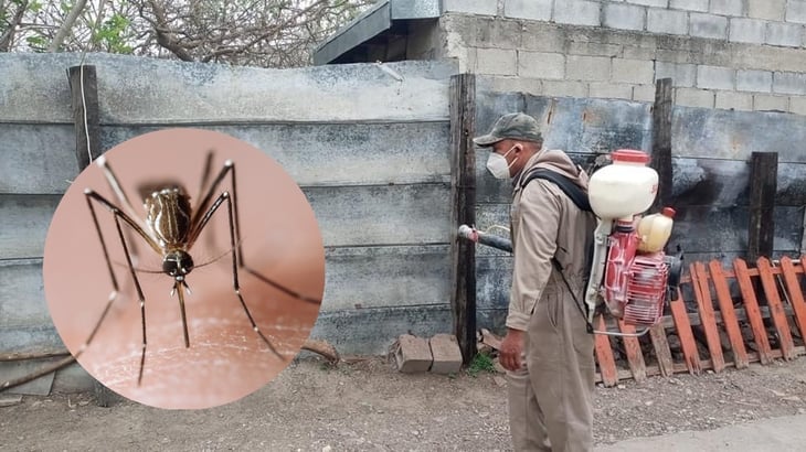 Prolifera el dengue en Mirasierra y Teresitas