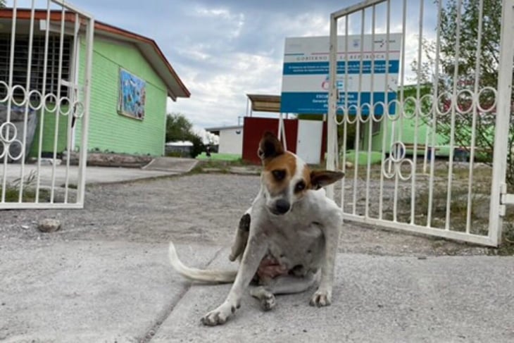 Escuelas llenas de perritos callejeros: Riesgo de rickettsia 