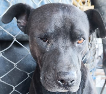 Blacky' el lomito héroe que peleaba con víboras