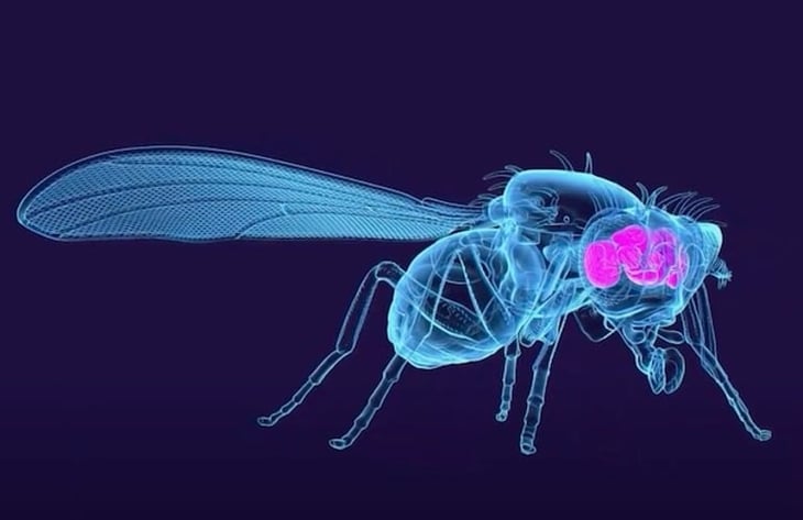 Científicos completan el mapa del cerebro de la mosca de la fruta adulta