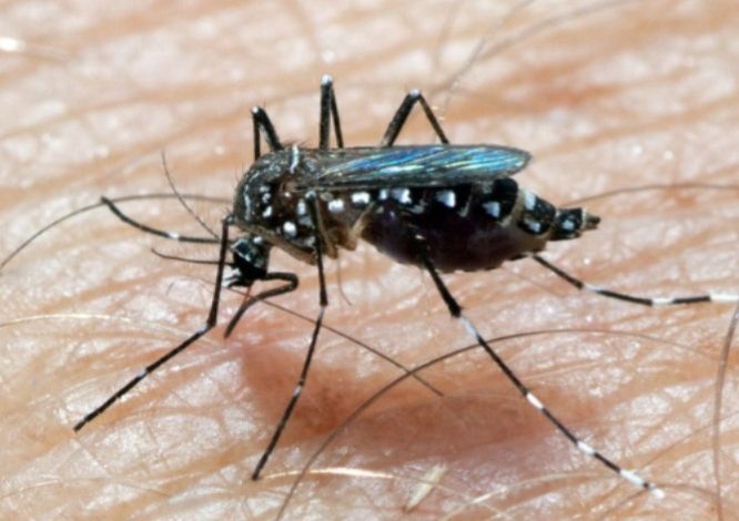 Los casos de dengue en la Región Sureste están aumentando de manera exponencial