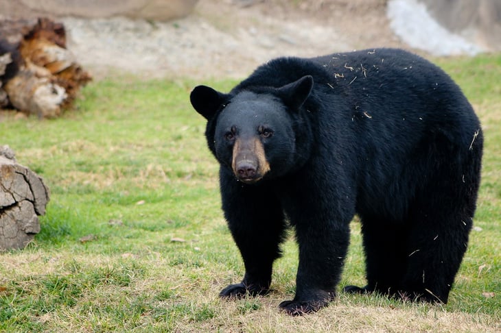 Disminuye  avistamiento de osos en zona urbana de Saltillo debido a mejoría en su hábitat