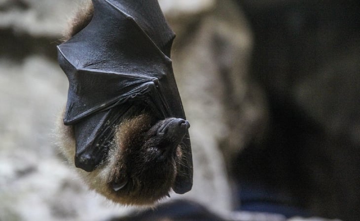 Murciélago muerde a niño mientras dormía; muere de rabia en hospital