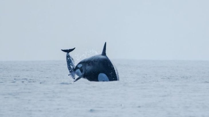 Un esquivo grupo de orcas caza delfines frente a Chile, según revelan nuevas imágenes