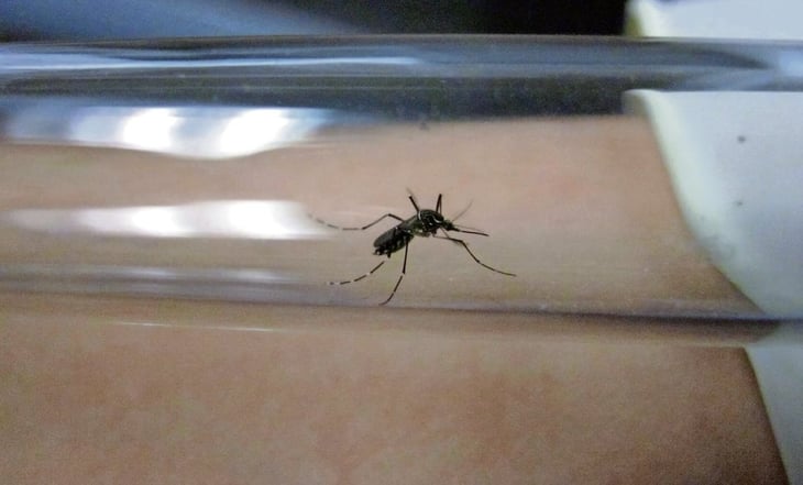 Seis muertes por dengue en Tamaulipas este año