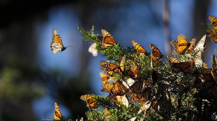 Monclova parte del rompecabezas en el viaje de la Mariposa Monarca