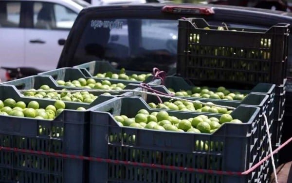 Pactan intensificar protección a limoneros en Michoacán