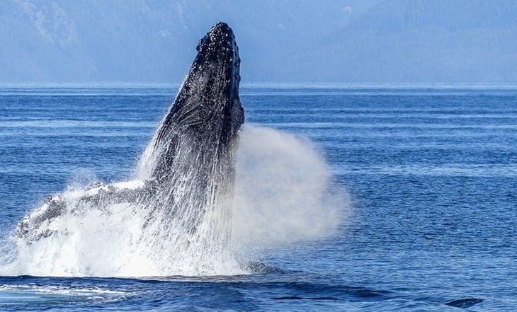 ONGs denuncian megaproyecto que atenta contra ecosistemas del Golfo de California