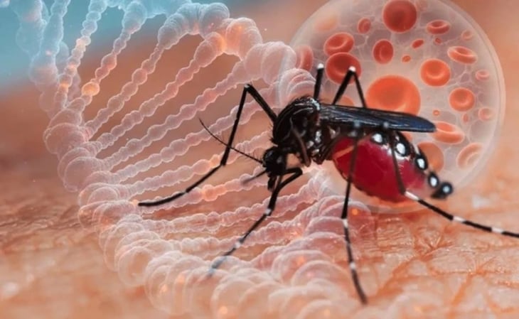 ¿Cuáles son los primero síntomas del dengue?