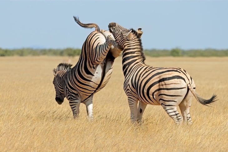 ¿Hay venganza entre animales?