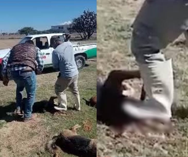 VIDEO: Trabajadores del Centro de Control Animal torturan y matan a perritos