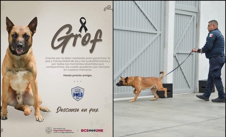 Hallan sin vida a 'Grof', agente canino especializado en detección de narcóticos en BCS