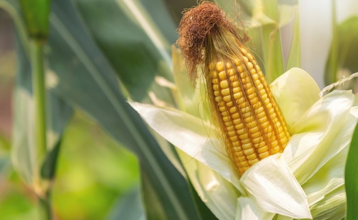 Este es el cereal que aporta hierro y ayuda en la producción de glóbulos rojos