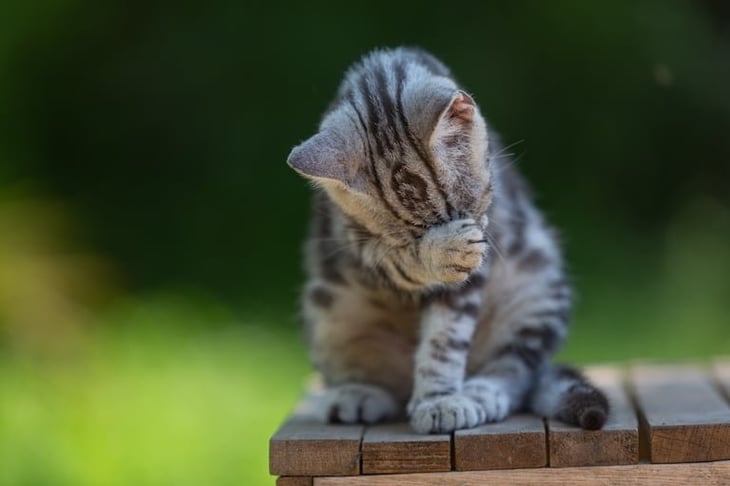 Un gatito enfermo en Nebraska desencadenó esfuerzos para erradicar la propagación de la rabia