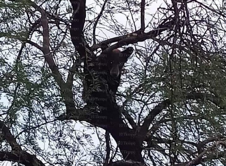 Oso es avistado en Minas de Barroterán trepado en un árbol