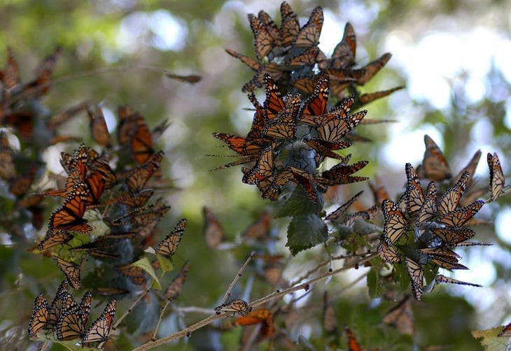 Esperan este año un declive en la mariposa monarca en Coahuila