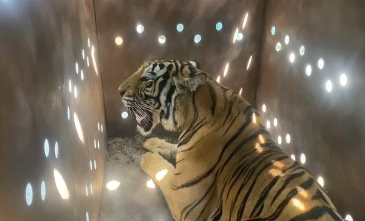 Rescatan a hembra de tigre de bengala en Culiacán; será enviada al santuario natural de Ostok