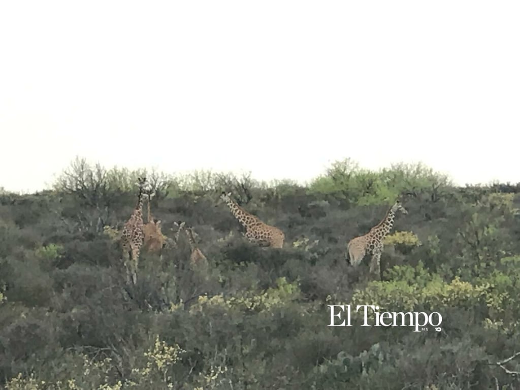 Galería fotográfica: Fauna exótica invade el desierto de Coahuila