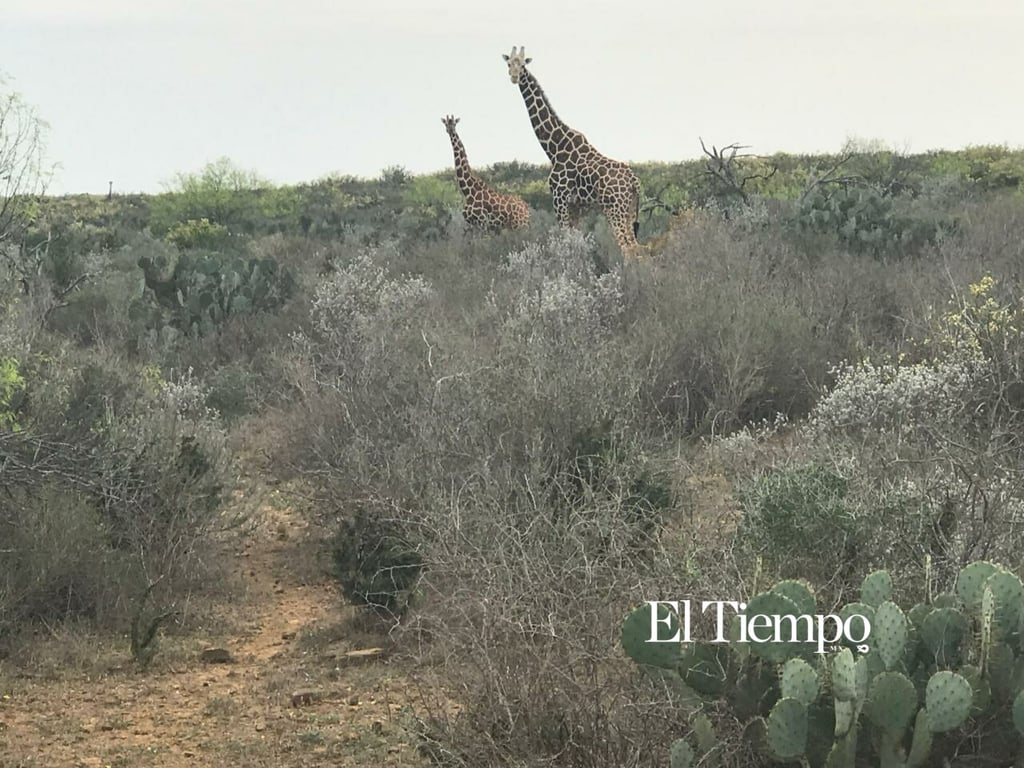 Galería fotográfica: Fauna exótica invade el desierto de Coahuila