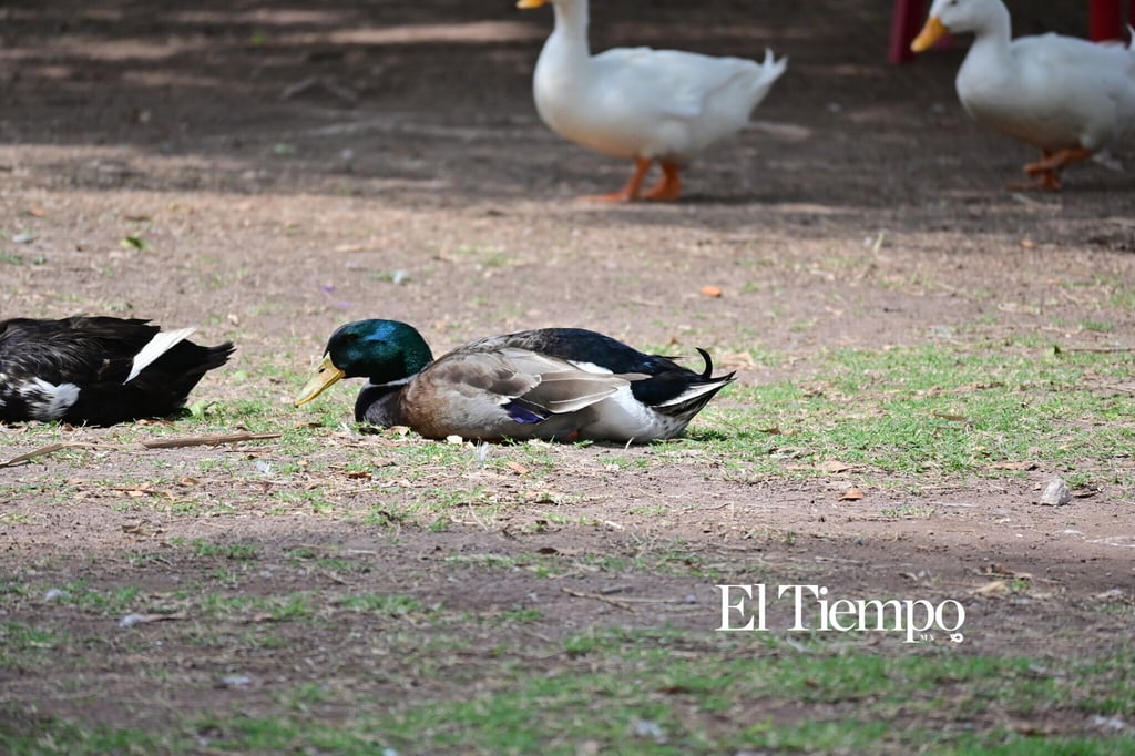 Galería fotográfica: Presencia de ánade real en Monclova evidencia paso migratorio y adaptación urbana