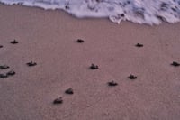 Semar y Conanp protegen liberación de 213 crías de tortuga