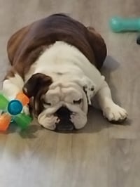 Hasta 25 mil pesos por tu mascota: las nuevas pólizas del amor animal