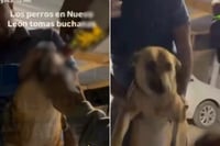 Crueldad en video: obligan a perro a beber whisky en Nuevo León