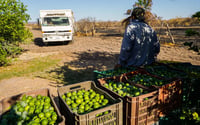 Productores de limón en crisis por bajos precios e inseguridad
