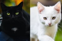 Halloween 2025: gatos negros y blancos no se adoptan