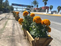 El brillo del Cempasúchil invade Monclova: tradición, color y orgullo mexicano en cada maceta