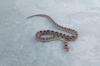 Culebras en el Panteón Sagrado Corazón: guardianas naturales del camposanto