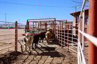 Texas urge reabrir frontera con México para importación de ganado