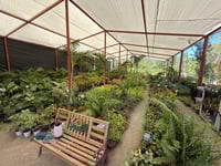 El invierno congela las ventas de viveros en Piedras Negras