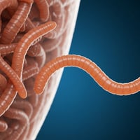 Ascaris lumbricoides: qué es, cómo se contagia y síntomas clave