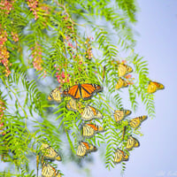 Avistamiento de la mariposa Monarca comienza en Coahuila