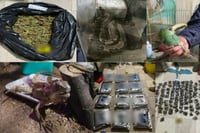 Aseguran droga y rescatan animales exóticos en operativo en CDMX