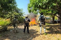 Destruyen cuatro campamentos del crimen organizado en Buenavista Tomatlán