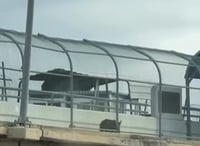 Jabalí cruza hacia Estados Unidos por el Puente Internacional II y genera curiosidad en redes sociales