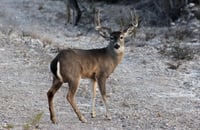 Región Carbonífera impulsa a Coahuila como líder del turismo cinegético