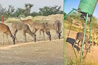 Cacería responsable impulsa turismo en la Región Carbonífera